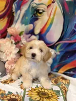Dolce, a female Maltipoo for sale in Houston, TX – 3 of 6