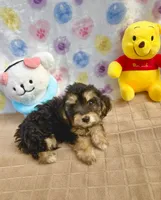 Hershey, a female Maltipoo for sale in Houston, TX – 6 of 7