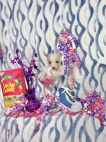 Ballerina, a female Chihuahua for sale in Houston, TX – 8 of 10