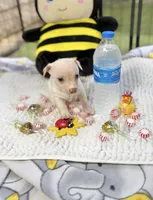 Sapphire , a female Chihuahua for sale in Houston, TX – 3 of 10