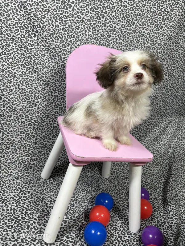 Duke – Maltipoo puppy for sale in Houston, TX