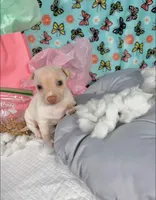 Sapphire , a female Chihuahua for sale in Houston, TX – 7 of 10