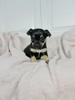 Bonnie, a female Chihuahua for sale in Houston, TX – 5 of 7