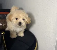 Fendi, a female Maltipoo for sale in Houston, TX – 3 of 6