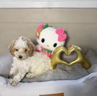Aurora, a female Poodle - Toy  for sale in Houston, TX – 6 of 9