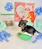 Adam, a male Chihuahua for sale in Houston, TX – 7 of 8