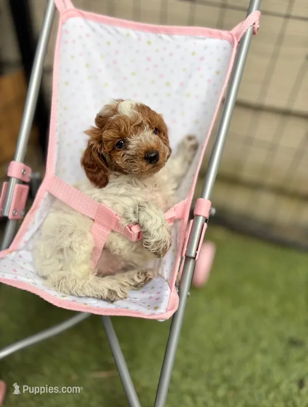 Royal – Poodle - Toy  puppy for sale in Houston, TX