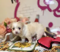 Dandelion , a female Maltipoo for sale in Houston, TX – 5 of 9