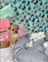 Emily, a female Chihuahua for sale in Houston, TX – 2 of 9