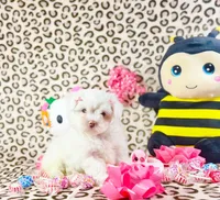 Bubbles, a female Maltipoo for sale in Houston, TX – 6 of 9
