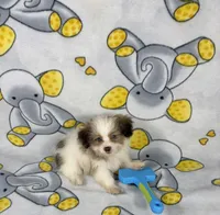 Duke, a female Maltipoo for sale in Houston, TX – 5 of 5