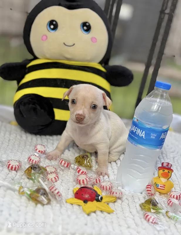 Sapphire  – Chihuahua puppy for sale in Houston, TX