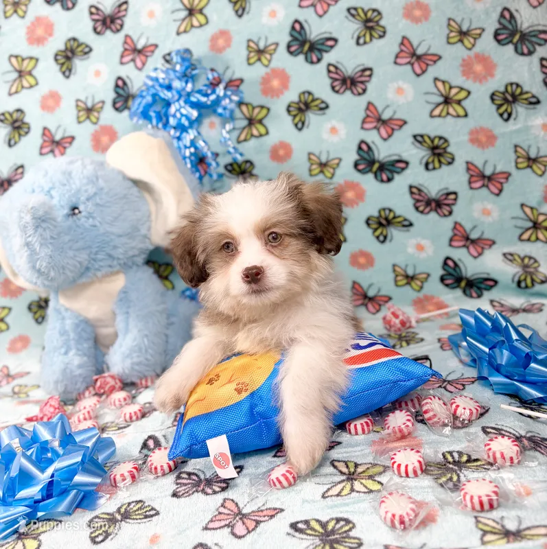 Duke – Maltipoo puppy for sale in Houston, TX