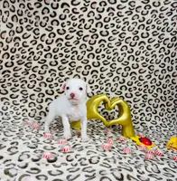 Penny , a female Chihuahua for sale in Houston, TX – 7 of 7