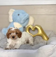 Royal, a male Poodle - Toy  for sale in Houston, TX – 3 of 9