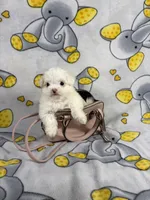 Royal, a male Maltipoo for sale in Houston, TX – 4 of 8