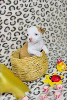 Dolly, a female Chihuahua for sale in Houston, TX – 2 of 7