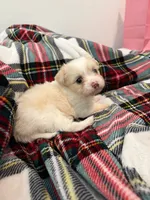 Dynasty , a female Maltipoo for sale in Houston, TX – 5 of 8