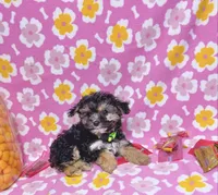 Coralie, a female Yorkshire Terrier for sale in Houston, TX – 4 of 10