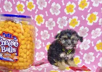 Coralie, a female Yorkshire Terrier for sale in Houston, TX – 2 of 10