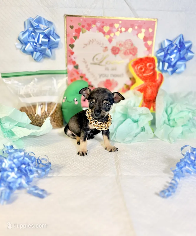 Adam – Chihuahua puppy for sale in Houston, TX