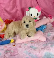 Clover, a female Maltipoo for sale in Houston, TX – 2 of 6