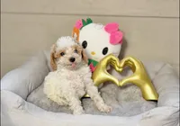 Aurora, a female Poodle - Toy  for sale in Houston, TX – 5 of 9