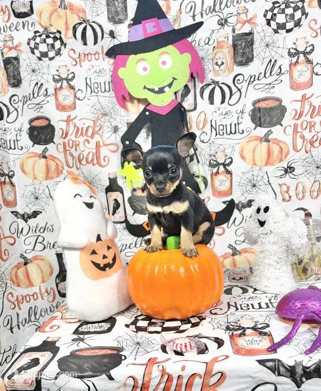 Aria – Chihuahua puppy for sale in Houston, TX