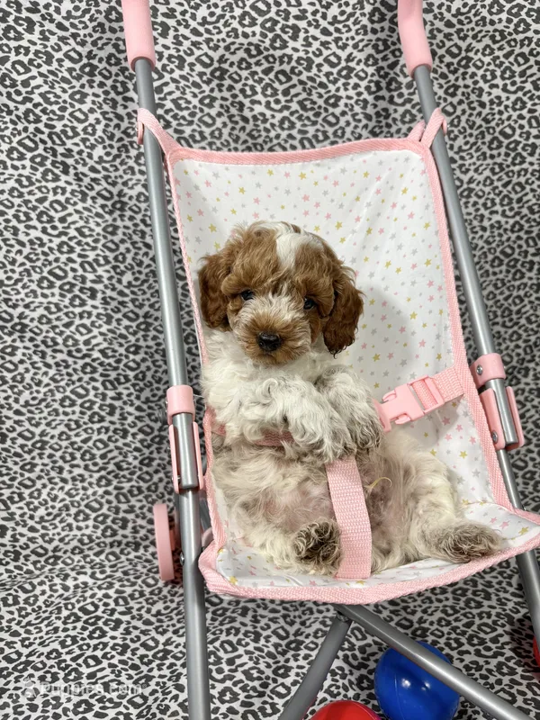 Royal – Poodle - Toy  puppy for sale in Houston, TX