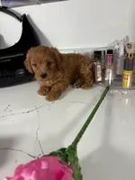 Tiffany , a female Maltipoo for sale in Houston, TX – 2 of 5