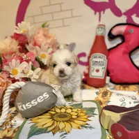 Anika, a female Poodle - Toy  for sale in Houston, TX – 5 of 10