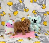  Lady, a female Poodle - Toy  for sale in Houston, TX – 7 of 7