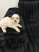 Biscuit, a male Poodle - Toy  for sale in Houston, TX – 2 of 6