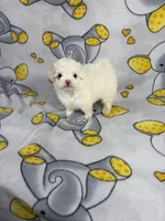 Royal, a male Maltipoo for sale in Houston, TX – 6 of 8