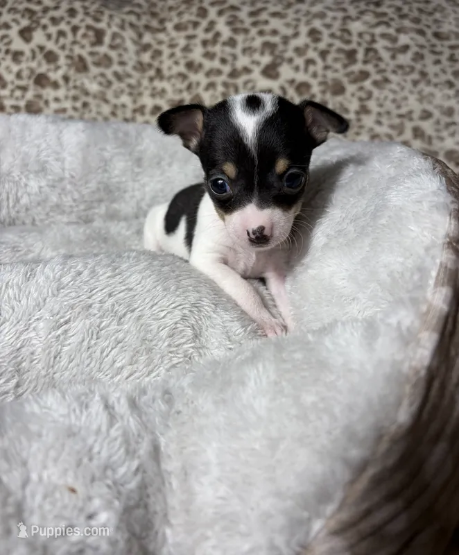 Betty boo – Chihuahua puppy for sale in Houston, TX