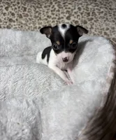 Betty boo, a female Chihuahua for sale in Houston, TX – 1 of 7