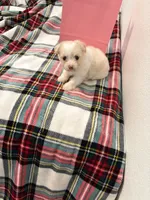 Dynasty , a female Maltipoo for sale in Houston, TX – 8 of 8
