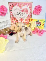Cinnamon , a female Chihuahua for sale in Houston, TX – 5 of 8