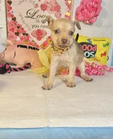 Cinnamon , a female Chihuahua for sale in Houston, TX – 6 of 8