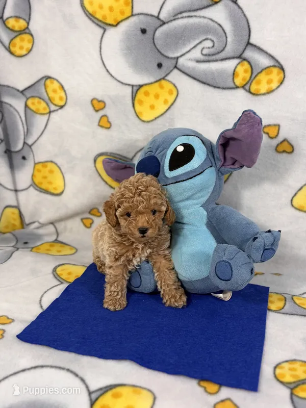 Biscotti – Poodle - Toy  puppy for sale in Houston, TX