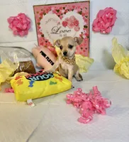 Devi, a female Chihuahua for sale in Houston, TX – 7 of 8