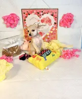 Mercy, a female Chihuahua for sale in Houston, TX – 6 of 8