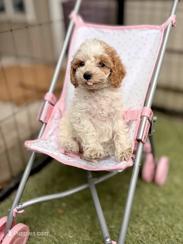 Aurora – Poodle - Toy  puppy for sale in Houston, TX