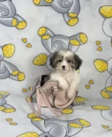 Khloe, a female Maltipoo for sale in Houston, TX – 1 of 5