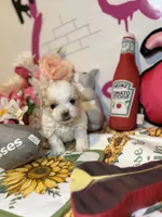 Anika, a female Poodle - Toy  for sale in Houston, TX – 10 of 10