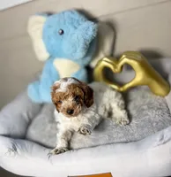 Royal, a male Poodle - Toy  for sale in Houston, TX – 2 of 9