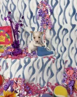 Ballerina, a female Chihuahua for sale in Houston, TX – 6 of 10