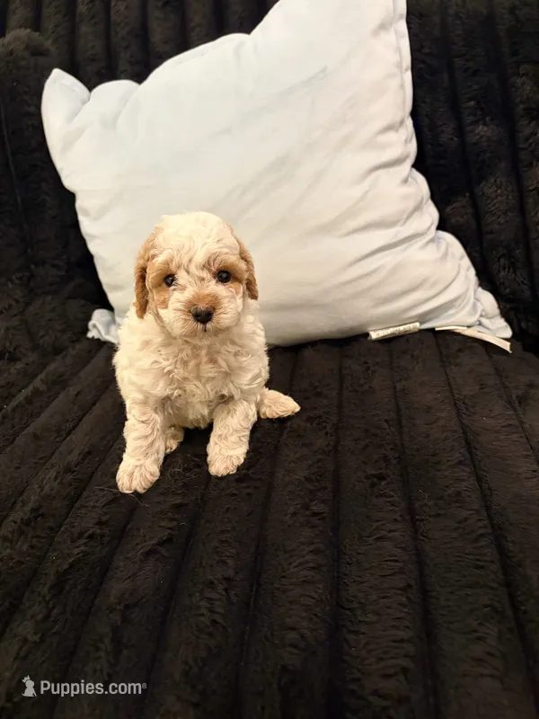 Biscuit – Poodle - Toy  puppy for sale in Houston, TX