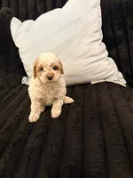 Biscuit, a male Poodle - Toy  for sale in Houston, TX – 1 of 6