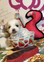 Anika, a female Poodle - Toy  for sale in Houston, TX – 2 of 10